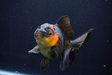 Thai Oranda  Red Black 5 Inch (ID#1025To6c-112)