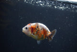 Baby Ranchu  Calico 2.5 Inch (ID#0110R9c-28) Free2Day SHIPPING