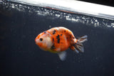 Baby Ranchu  Calico 3 Inch (ID#0113R9c-22) Free2Day SHIPPING