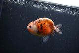 Baby Ranchu  Calico 3 Inch (ID#0113R9c-22) Free2Day SHIPPING