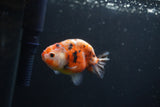 Baby Ranchu  Calico 3 Inch (ID#0113R9c-22) Free2Day SHIPPING