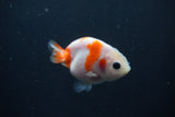 Baby Ranchu  Sakura 3 Inch (ID#0110R9c-29) Free2Day SHIPPING