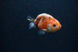 Baby Ranchu  Calico 3 Inch (ID#0113R9c-22) Free2Day SHIPPING