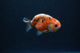 Baby Ranchu  Calico 3 Inch (ID#0113R9c-22) Free2Day SHIPPING