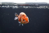 Baby Ranchu  Calico 3 Inch (ID#0113R9c-22) Free2Day SHIPPING