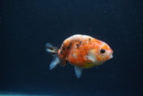 Baby Ranchu  Calico 3 Inch (ID#0113R9c-22) Free2Day SHIPPING