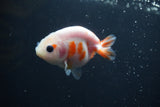 Baby Ranchu  Sakura 3 Inch (ID#0110R9c-29) Free2Day SHIPPING