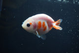 Baby Ranchu  Sakura 3 Inch (ID#0110R9c-29) Free2Day SHIPPING