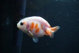 Baby Ranchu  Sakura 3 Inch (ID#0110R9c-29) Free2Day SHIPPING