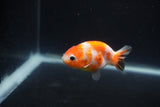 Baby Ranchu  Sakura 2.5 Inch (ID#0110R9c-30) Free2Day SHIPPING