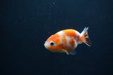 Baby Ranchu  Sakura 2.5 Inch (ID#0110R9c-30) Free2Day SHIPPING