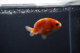 Baby Ranchu  Sakura 3 Inch (ID#0113R9c-30) Free2Day SHIPPING