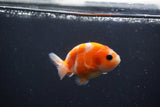 Baby Ranchu  Sakura 3 Inch (ID#0113R9c-30) Free2Day SHIPPING