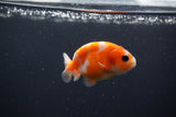 Baby Ranchu  Sakura 3 Inch (ID#0113R9c-30) Free2Day SHIPPING