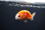 Baby Ranchu  Sakura 3 Inch (ID#0113R9c-30) Free2Day SHIPPING