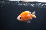 Baby Ranchu  Sakura 3 Inch (ID#0113R9c-30) Free2Day SHIPPING