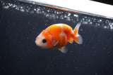 Baby Ranchu  Sakura 3 Inch (ID#0113R9c-30) Free2Day SHIPPING