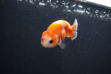 Baby Ranchu  Sakura 3 Inch (ID#0113R9c-30) Free2Day SHIPPING