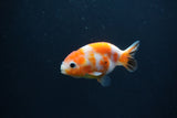 Baby Ranchu  Sakura 2.5 Inch (ID#0110R9c-30) Free2Day SHIPPING