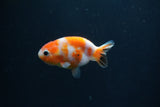 Baby Ranchu  Sakura 2.5 Inch (ID#0110R9c-30) Free2Day SHIPPING