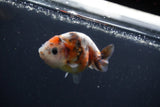 Baby Ranchu  Calico 2.5 Inch (ID#0110R9c-28) Free2Day SHIPPING