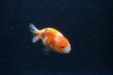 Baby Ranchu  Sakura 2.5 Inch (ID#0110R9c-30) Free2Day SHIPPING