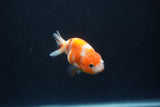 Baby Ranchu  Sakura 2.5 Inch (ID#0110R9c-30) Free2Day SHIPPING