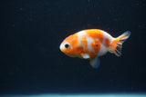 Baby Ranchu  Sakura 2.5 Inch (ID#0110R9c-30) Free2Day SHIPPING