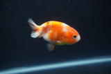 Baby Ranchu  Sakura 2.5 Inch (ID#0110R9c-30) Free2Day SHIPPING