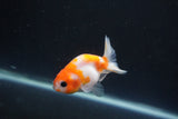 Baby Ranchu  Sakura 2.5 Inch (ID#0110R9c-31) Free2Day SHIPPING