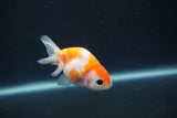 Baby Ranchu  Sakura 2.5 Inch (ID#0110R9c-31) Free2Day SHIPPING