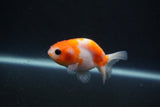 Baby Ranchu  Sakura 2.5 Inch (ID#0110R9c-31) Free2Day SHIPPING