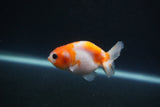 Baby Ranchu  Sakura 2.5 Inch (ID#0110R9c-31) Free2Day SHIPPING