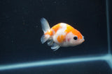 Baby Ranchu  Sakura 2.5 Inch (ID#0110R9c-31) Free2Day SHIPPING