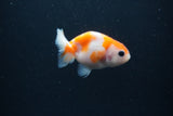 Baby Ranchu  Sakura 2.5 Inch (ID#0110R9c-31) Free2Day SHIPPING