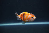 Baby Ranchu  Calico 3 Inch (ID#0110R9c-32) Free2Day SHIPPING