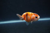 Baby Ranchu  Calico 3 Inch (ID#0110R9c-32) Free2Day SHIPPING