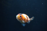 Baby Ranchu  Calico 3 Inch (ID#0110R9c-32) Free2Day SHIPPING