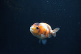 Baby Ranchu  Calico 3 Inch (ID#0110R9c-32) Free2Day SHIPPING