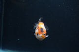 Baby Ranchu  Calico 3 Inch (ID#0110R9c-32) Free2Day SHIPPING