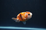 Baby Ranchu  Calico 3 Inch (ID#0110R9c-32) Free2Day SHIPPING