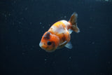 Baby Ranchu  Calico 3 Inch (ID#0110R9c-32) Free2Day SHIPPING