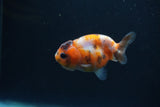 Baby Ranchu  Calico 3 Inch (ID#0110R9c-32) Free2Day SHIPPING