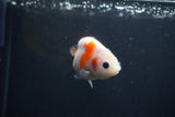 Baby Ranchu  Sakura 3 Inch (ID#0110R9c-29) Free2Day SHIPPING