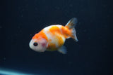 Baby Ranchu  Calico 2.5 Inch (ID#0110R9c-34) Free2Day SHIPPING