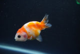 Baby Ranchu  Calico 2.5 Inch (ID#0110R9c-34) Free2Day SHIPPING