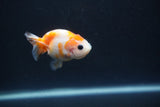 Baby Ranchu  Calico 2.5 Inch (ID#0110R9c-34) Free2Day SHIPPING