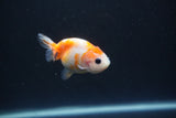 Baby Ranchu  Calico 2.5 Inch (ID#0110R9c-34) Free2Day SHIPPING