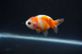 Baby Ranchu  Calico 2.5 Inch (ID#0110R9c-34) Free2Day SHIPPING