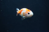 Baby Ranchu  Calico 2.5 Inch (ID#0110R9c-34) Free2Day SHIPPING